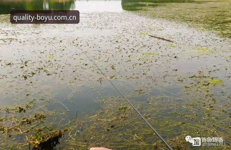 博鱼手机版 掌握博鱼手机版的5个关键技巧,从新手到高手的完整指南